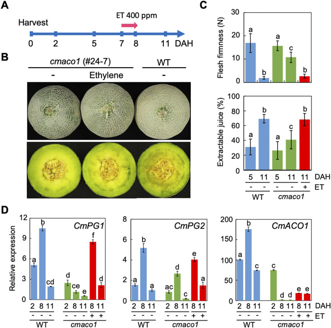 A long shelf-life melon created via CRISPR/Cas9 RNP-based <i>in planta</i> genome editing.