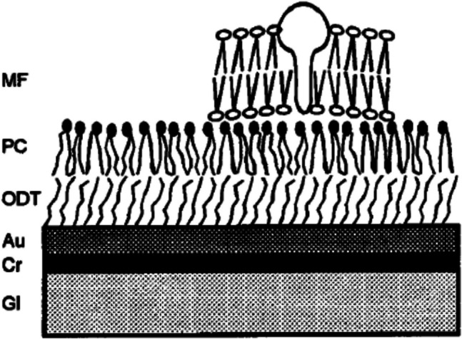 The SURFE<sup>2</sup>R (surface electrogenic event reader): from fundamental research to commercial product.