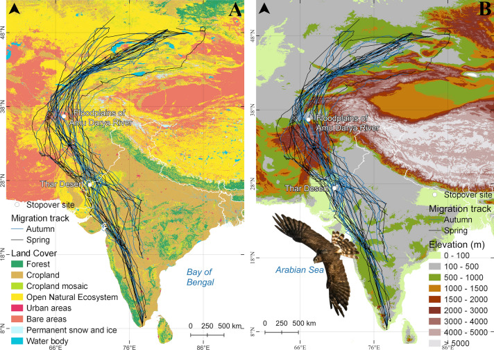Detour migration to circumvent the Himalayas in the Montagu's Harrier Circus pygargus.