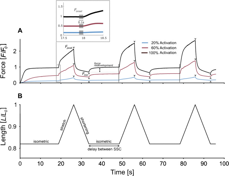 Consecutive SSCs increase the SSC effect in skinned rat muscle fibres.
