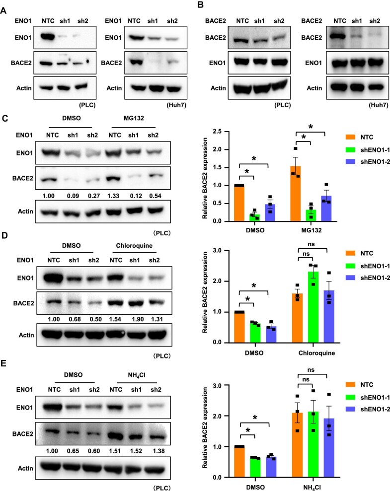 ENO1-BACE2-mediated LDLR cleavage promotes liver cancer progression by remodelling cholesterol metabolism.