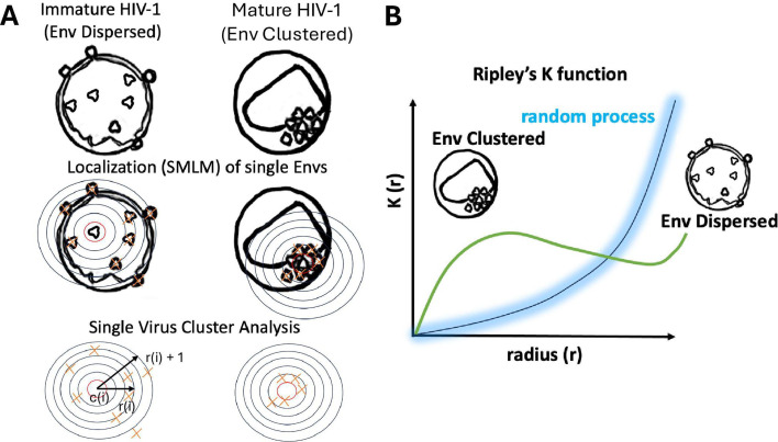 Single-molecule localisation microscopy approaches reveal envelope glycoprotein clusters in single-enveloped viruses: a potential functional role?