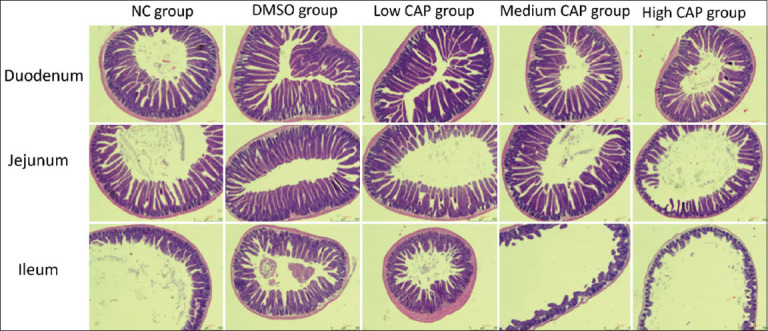 Dose-dependent effects of capsaicin on intestinal morphology and microbiota composition in mice: Structural, immunohistochemical, and microbial insights.