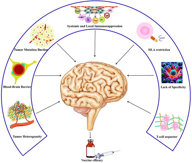 Recent developments in peptide vaccines against Glioblastoma, a review and update.