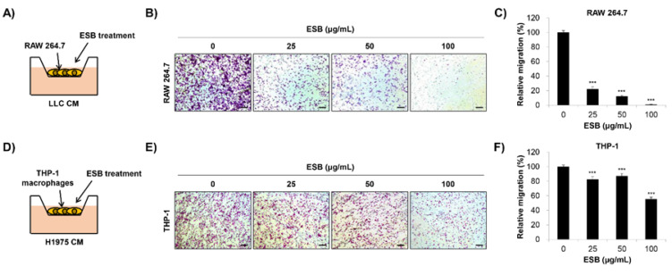 Suppression of Macrophage Migration and M2 Polarization by an Ethanolic Extract of <i>Scutellaria baicalensis</i> Root.