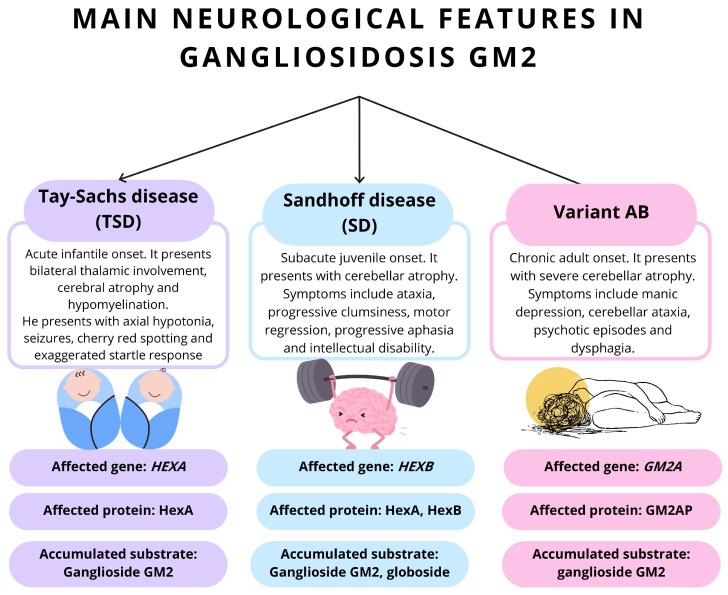 Advances in Diagnosis, Pathological Mechanisms, Clinical Impact, and Future Therapeutic Perspectives in Tay-Sachs Disease.