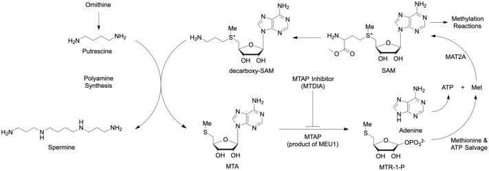 The anti-cancer transition-state inhibitor MTDIA inhibits human MTAP, inducing autophagy in humanized yeast.