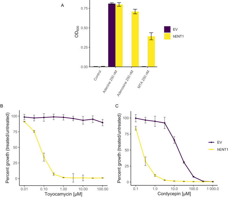 The anti-cancer transition-state inhibitor MTDIA inhibits human MTAP, inducing autophagy in humanized yeast.