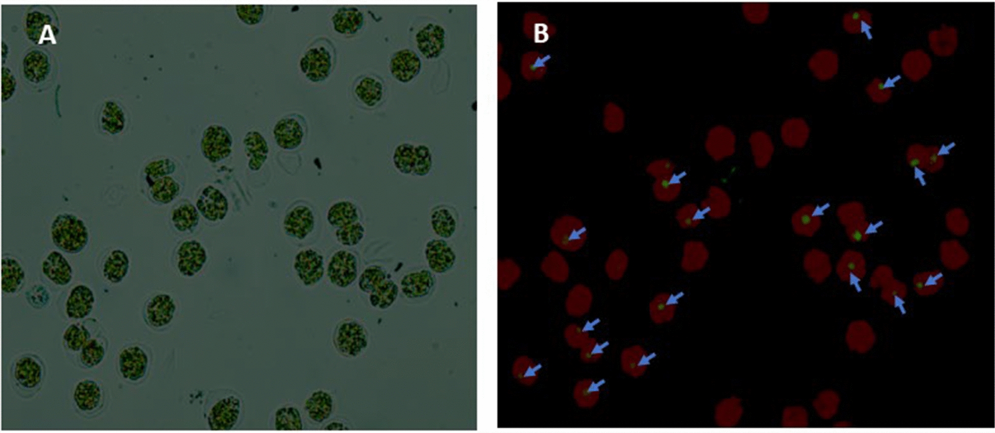 Enhancing lipid accumulation in Tetraselmis sp.: integrating nitrogen deprivation and glucose supplementation for biofuel production