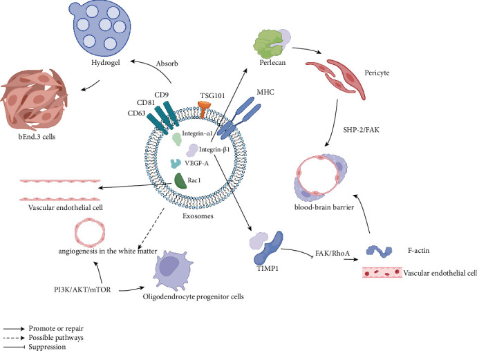 Schwann Cells and Their Exosomes: Research Progress and Prospect in Spinal Cord Injury.