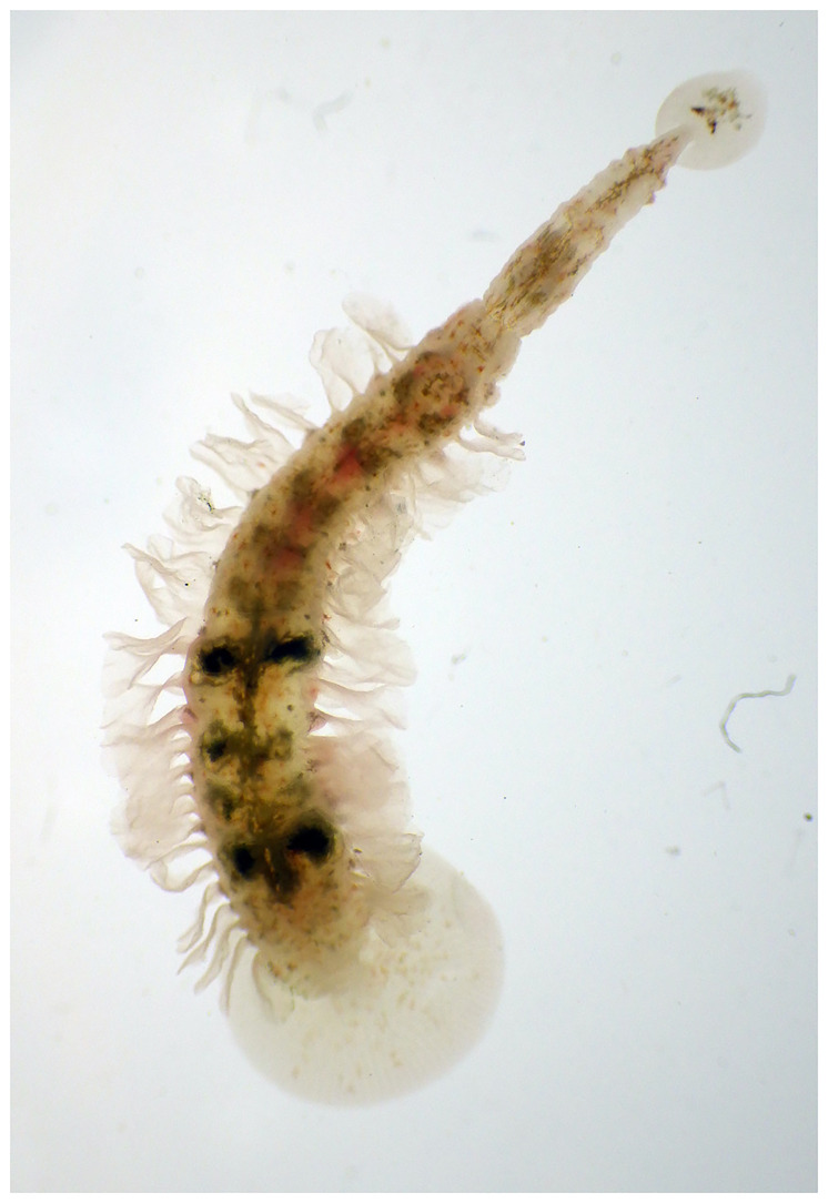 The chromosomal genome sequence of the marine leech, <i>Branchellion lobata</i> Moore, 1952 and its associated microbial metagenome sequences.