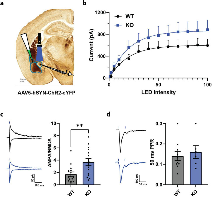 PTEN in somatostatin neurons regulates fear and anxiety and is required for inhibitory synaptic connectivity within central amygdala.
