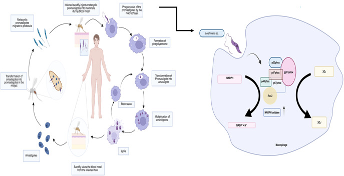 Oxidative Stress and Survival of <i>Leishmania</i> spp.: A Relationship of Inverse Proportionality for Disease Outcome.