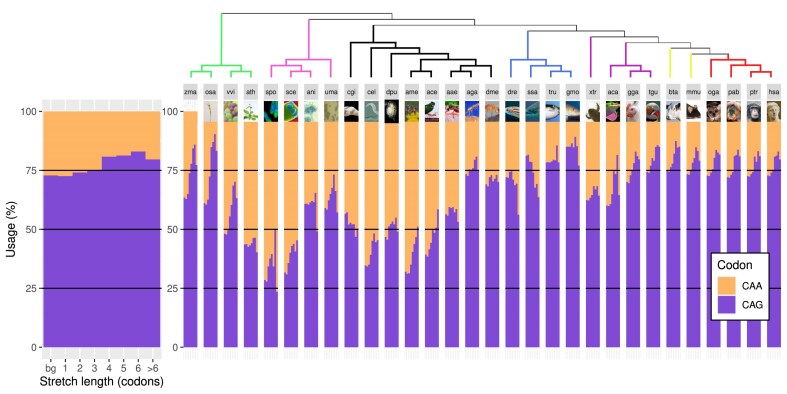 Evolutionary perspective of the CAG/CAA interplay coding for pure polyglutamine stretches in proteins.