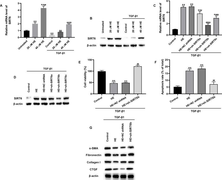 Hederagenin promotes SIRT6 to attenuate epidural scar formation by aggravating PRMT1 deacetylation.