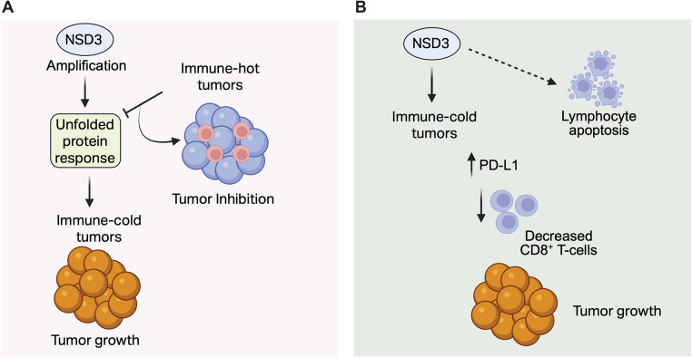NSD proteins in anti-tumor immunity and their therapeutic targeting by protein degraders.