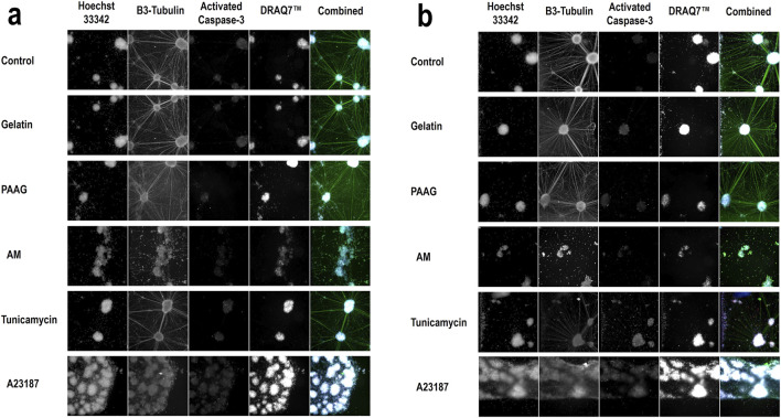 An injectable 2.5% cross-linked polyacrylamide hydrogel (2.5 iPAAG) demonstrates no neurotoxicity in human induced pluripotent stem cells-derived iCell<sup>®</sup> GlutaNeurons.
