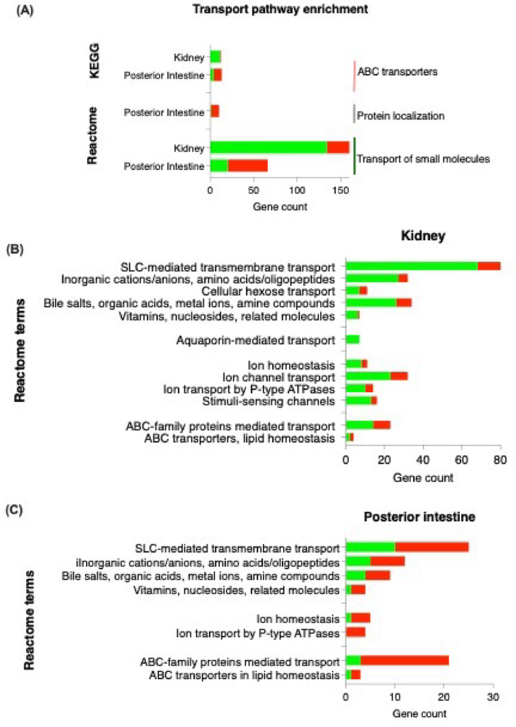 Functional transposition of renal functions to the posterior intestine during maturation in male three-spined stickleback.