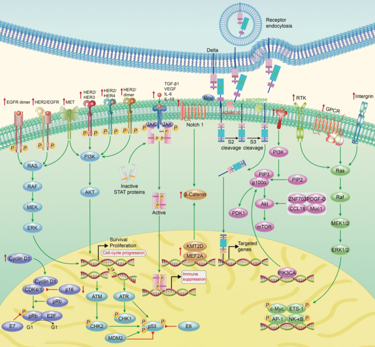 Oral squamous cell carcinoma: Insights into cellular heterogeneity, drug resistance, and evolutionary trajectories.