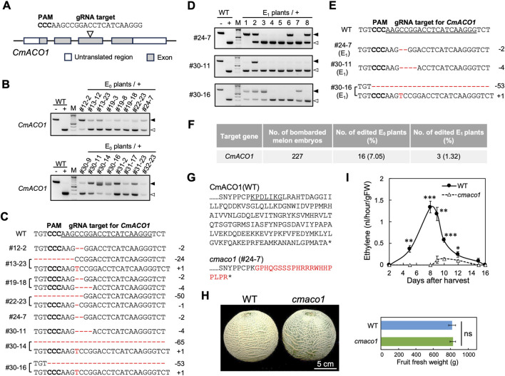 A long shelf-life melon created via CRISPR/Cas9 RNP-based <i>in planta</i> genome editing.
