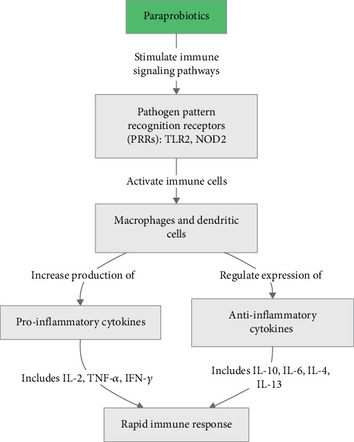 A Review of the Role of Paraprobiotics in the Formulation of High-Protein Ice Cream as an Advanced Functional Food.