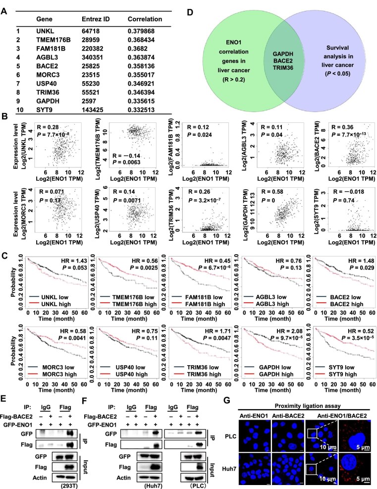ENO1-BACE2-mediated LDLR cleavage promotes liver cancer progression by remodelling cholesterol metabolism.