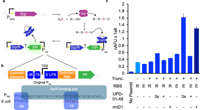 Development of a Transcriptional Biosensor for Hydrogen Sulfide That Functions under Aerobic and Anaerobic Conditions.