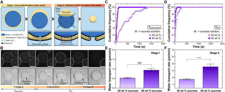Mixed surfactants for stabilizing and controlling water transport in double emulsions.