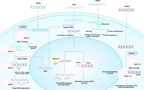 RNA nanomedicine in liver diseases.
