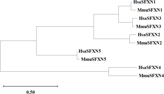Update of the sideroflexin (SLC56) gene family.