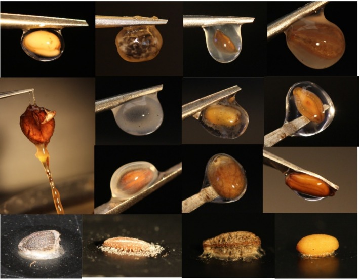 How to Test for Seed Mucilage to Examine an Age-Old Question: A Response to Ladwig and Lucas (2024).