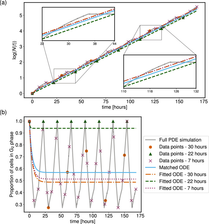 Characterising the Behaviour of a Structured PDE Model of the Cell Cycle in Contrast to a Corresponding ODE System.