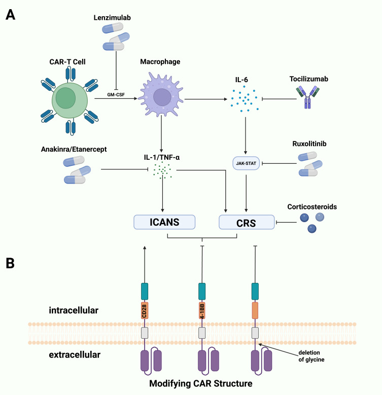 Current Advances and Challenges in CAR-T Therapy for Hematological and Solid Tumors.