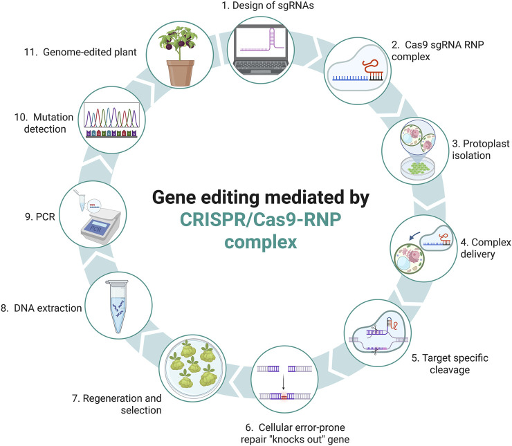 Genome editing for sustainable agriculture in Peru: advances, potential applications and regulation.