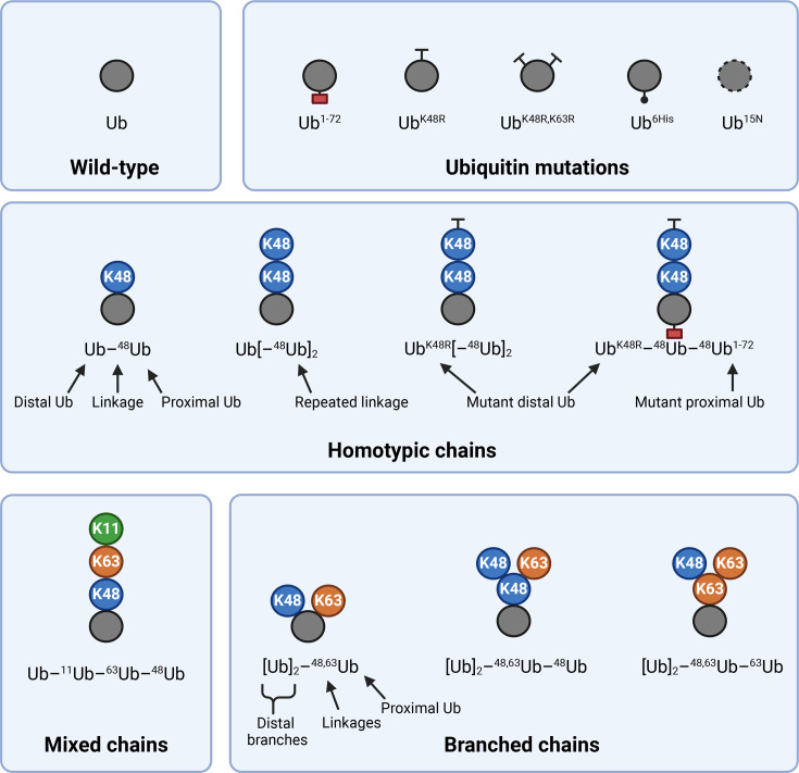 Emerging tools and methods to study cell signalling mediated by branched ubiquitin chains.