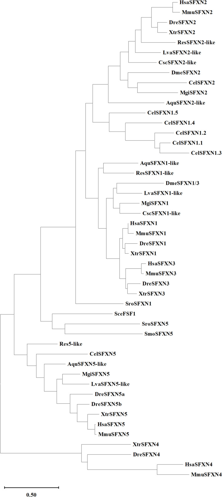 Update of the sideroflexin (SLC56) gene family.