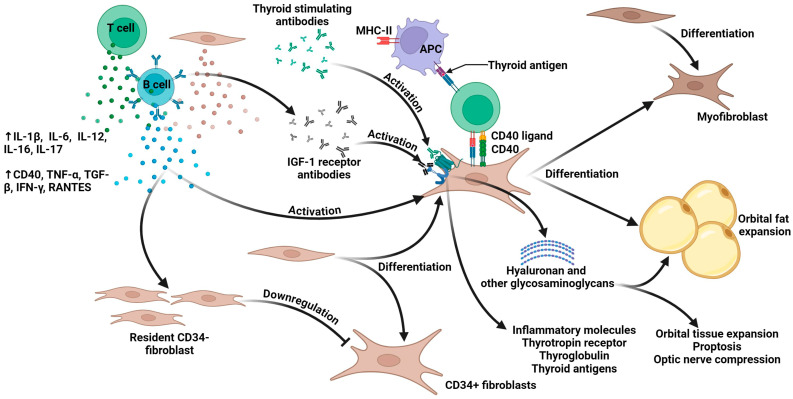Teprotumumab for Thyroid Eye Disease: Mechanism, Clinical Efficacy, and Current Challenges.