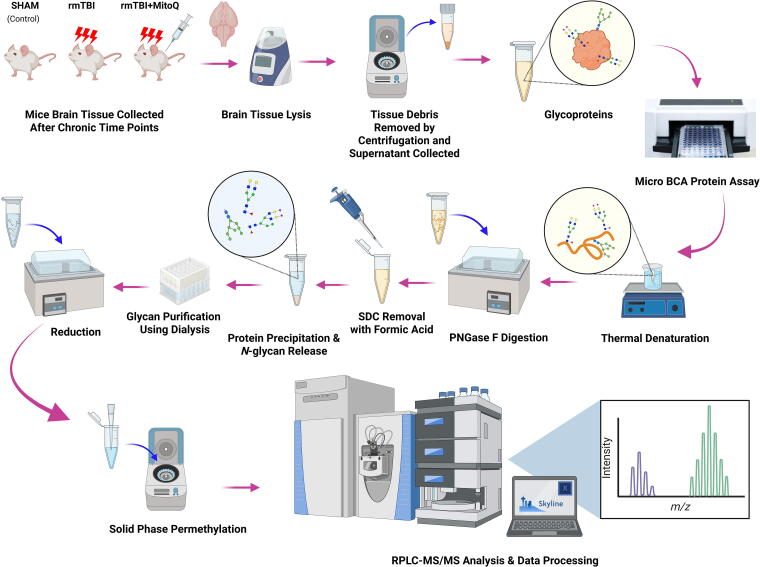Exploring the Impact of Mitoquinone Supplementation on Glycan Profiles in a Repeated Mild Traumatic Brain Injury Mouse Model.
