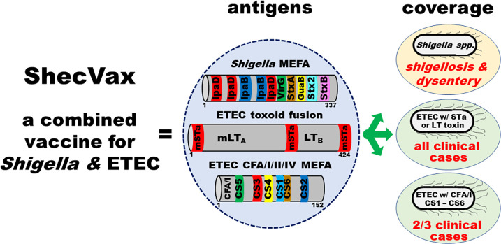 Immunogenicity and preclinical efficacy characterization of ShecVax, a combined vaccine against <i>Shigella</i> and enterotoxigenic <i>Escherichia coli</i>.