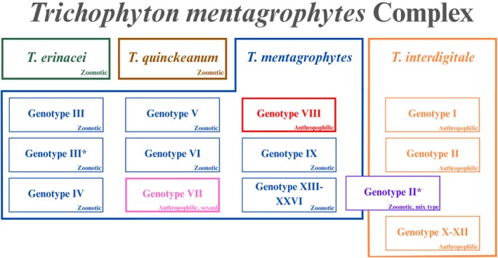 Zoonotic and Anthropophilic Trichophyton mentagrophytes Complex Infection in Human: An Update and Narrative Review.