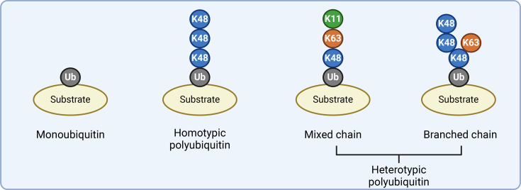 Emerging tools and methods to study cell signalling mediated by branched ubiquitin chains.