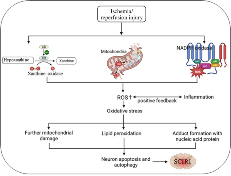 The role of oxidative stress in spinal cord ischemia reperfusion injury: mechanisms and therapeutic implications.