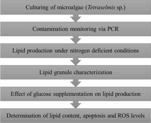 Enhancing lipid accumulation in Tetraselmis sp.: integrating nitrogen deprivation and glucose supplementation for biofuel production