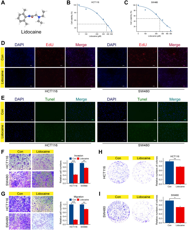 Lidocaine as a Potential Therapeutic Agent in Colorectal Cancer: A Study of Gene Expression and Prognosis.