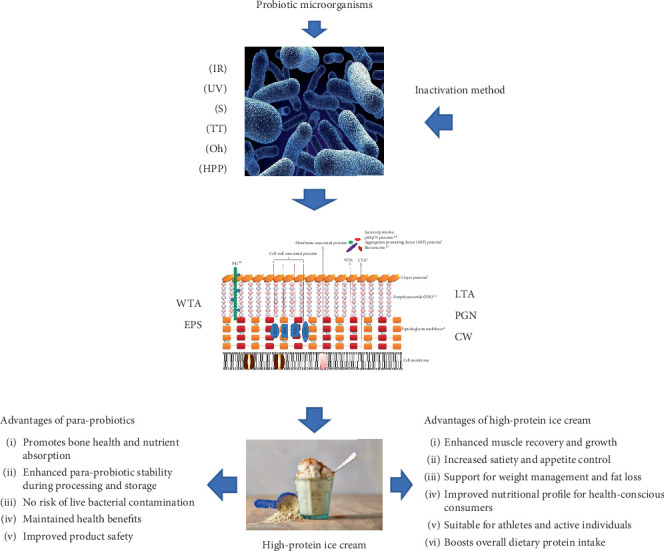 A Review of the Role of Paraprobiotics in the Formulation of High-Protein Ice Cream as an Advanced Functional Food.