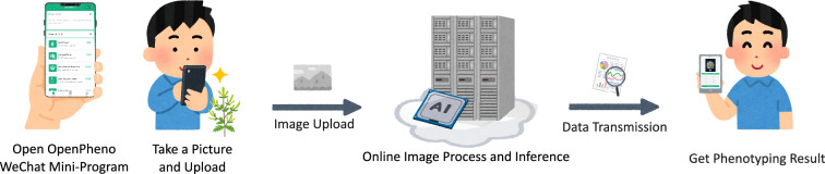 OpenPheno: an open-access, user-friendly, and smartphone-based software platform for instant plant phenotyping.