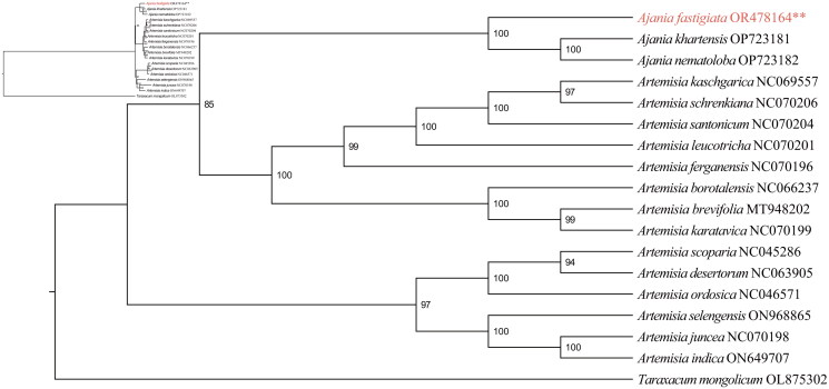 Characterization of the complete chloroplast genome of <i>Ajania fastigiata</i> (Aasteraceae).
