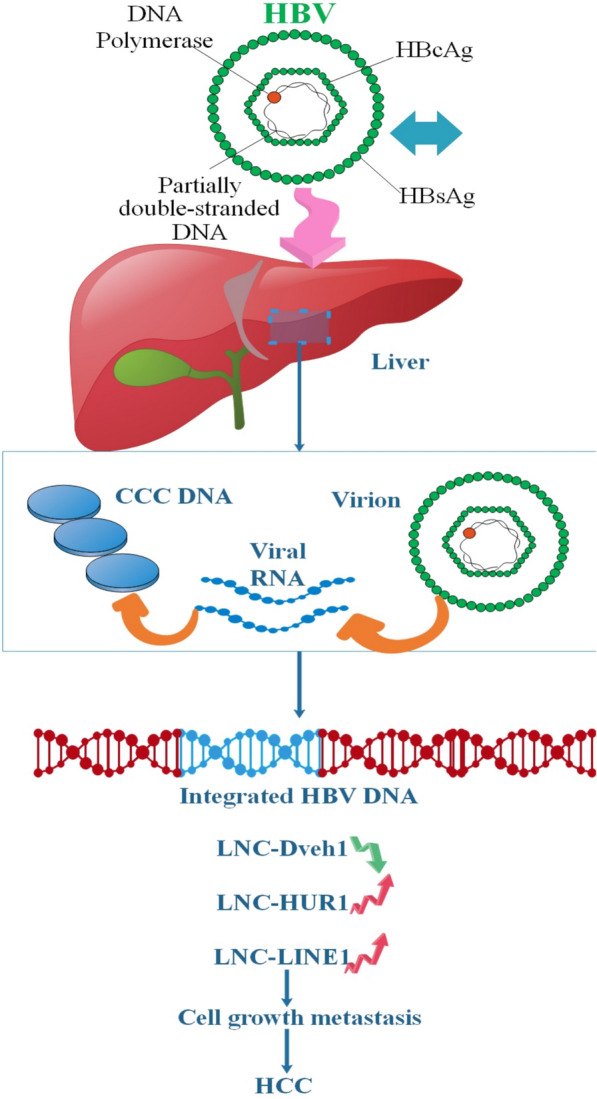 Recent Advances in mRNA-Based Vaccines Against Several Hepatitis Viruses.