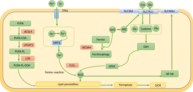 Ferroptosis: A novel therapeutic target for diabetic cardiomyopathy.