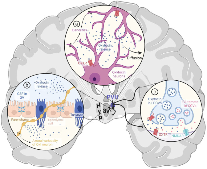 Navigating Central Oxytocin Transport: Known Realms and Uncharted Territories.